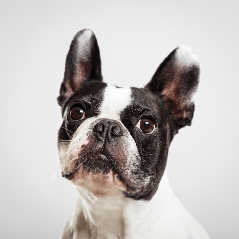Sitemapcdatahttpsgutecellcare1commanteau Bouledogue Francais