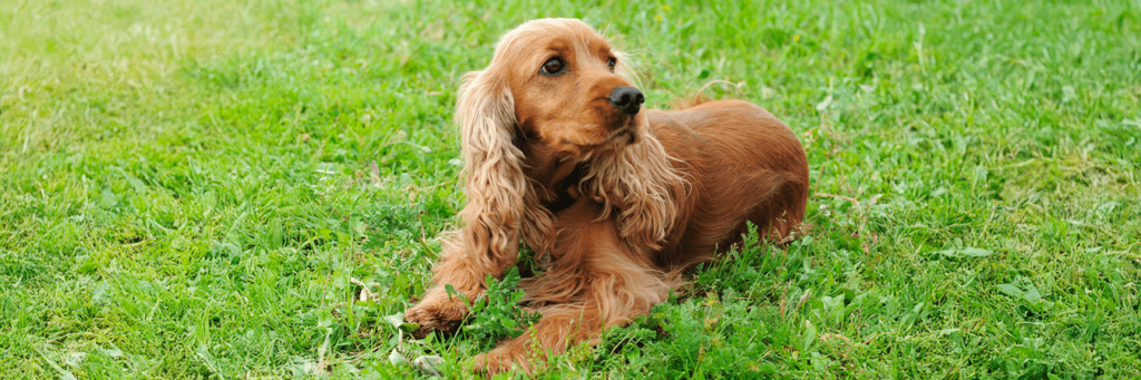 Cocker Spaniel | Caractère, prix, santé et entretien