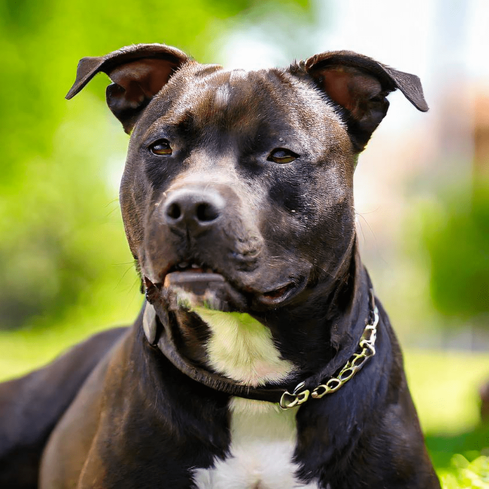 Toutes Les Races De Chiens Fiches Caract ristiques Et Conseils Toutes Les Races De Chiens Fiches Caract ristiques Et Conseils