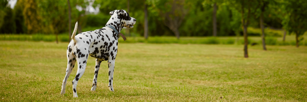 dalmatien-caract-re-prix-sant-et-conseils