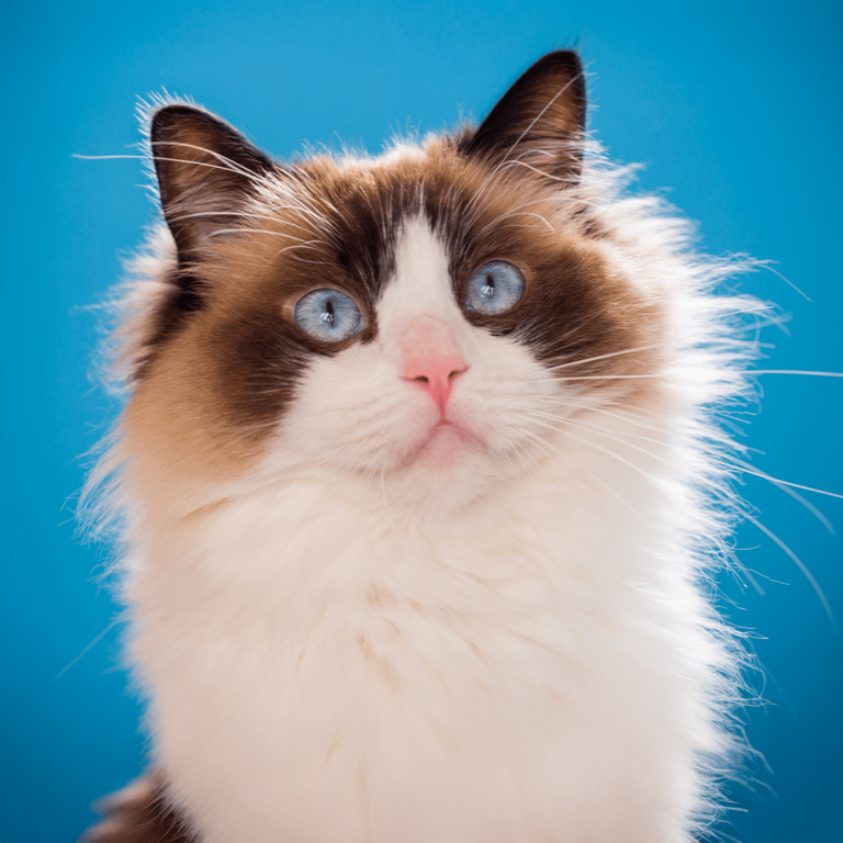 Ragdoll | Caractère, entretien, santé et prix