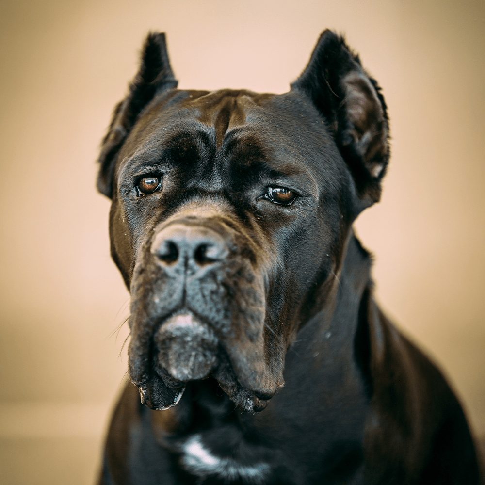 cane-corso-fiche-race-chien-livvet-consultation-en-ligne-veterinaire-livvet-home-min