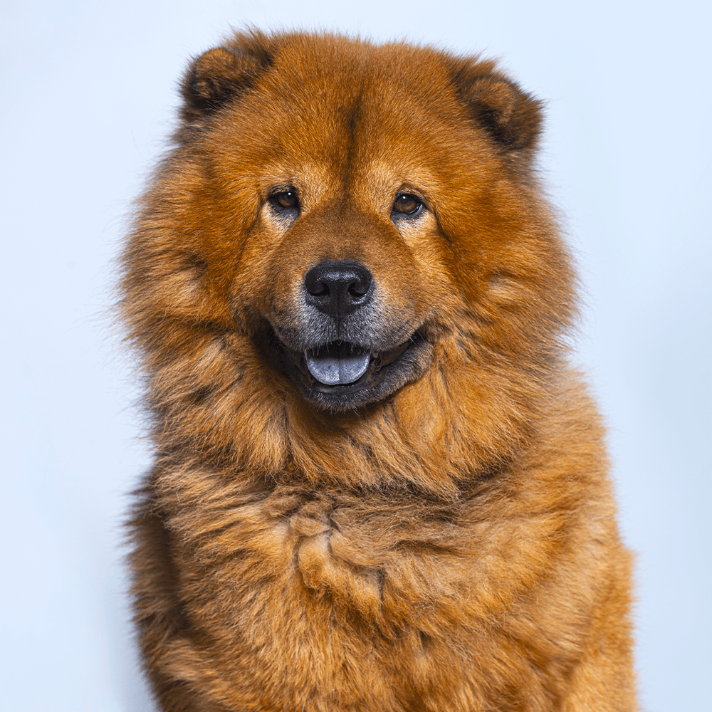chow-chow-fiche-race-chien-livvet-veterinaire-en-ligne-livvet-consultation-veterinaire-home-min