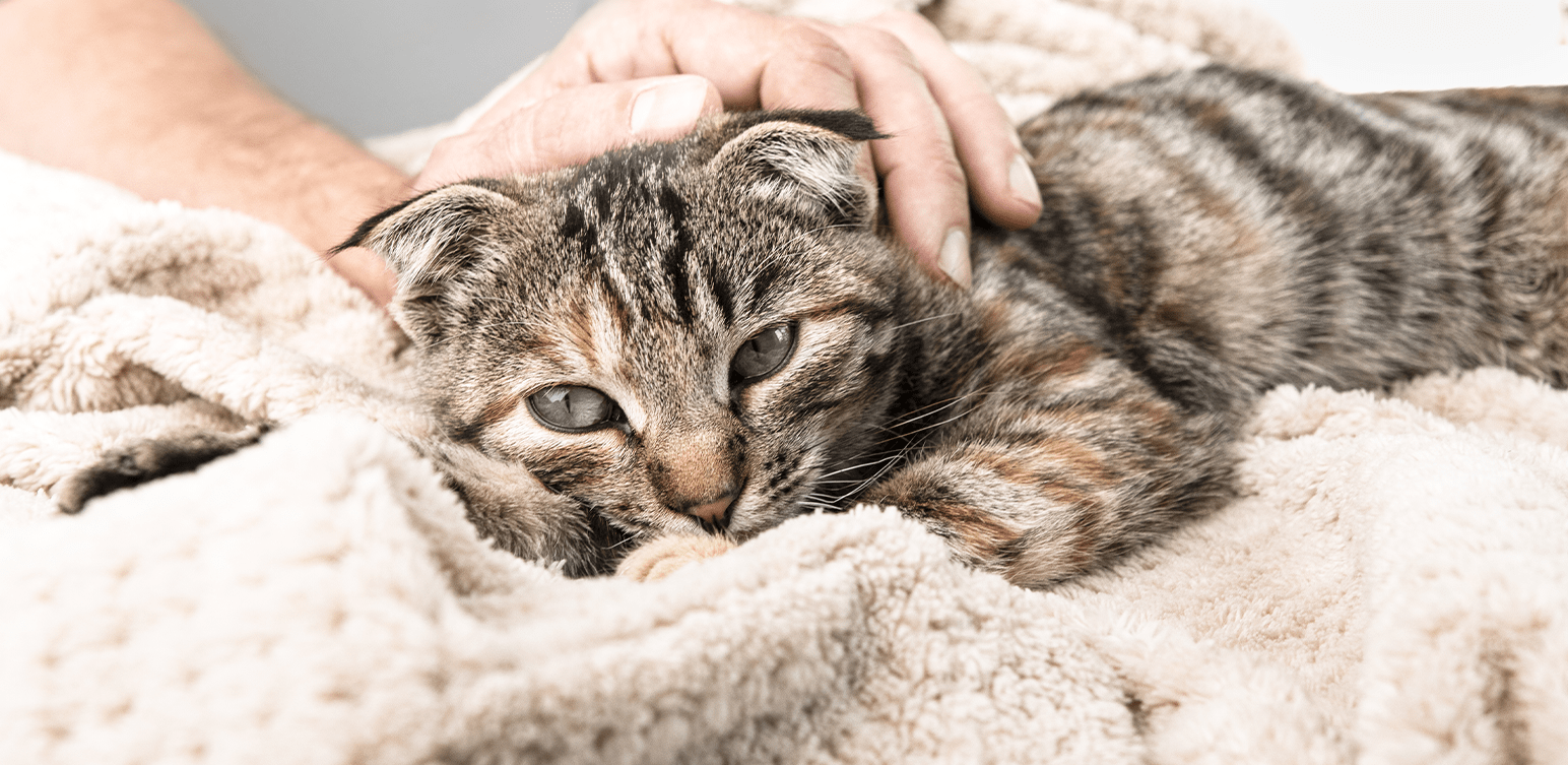 chat-vomit-souvent-blog-article-livvet-consultation-veterinaire-en-ligne-teleconseil-home-veterinaire-livvet-min