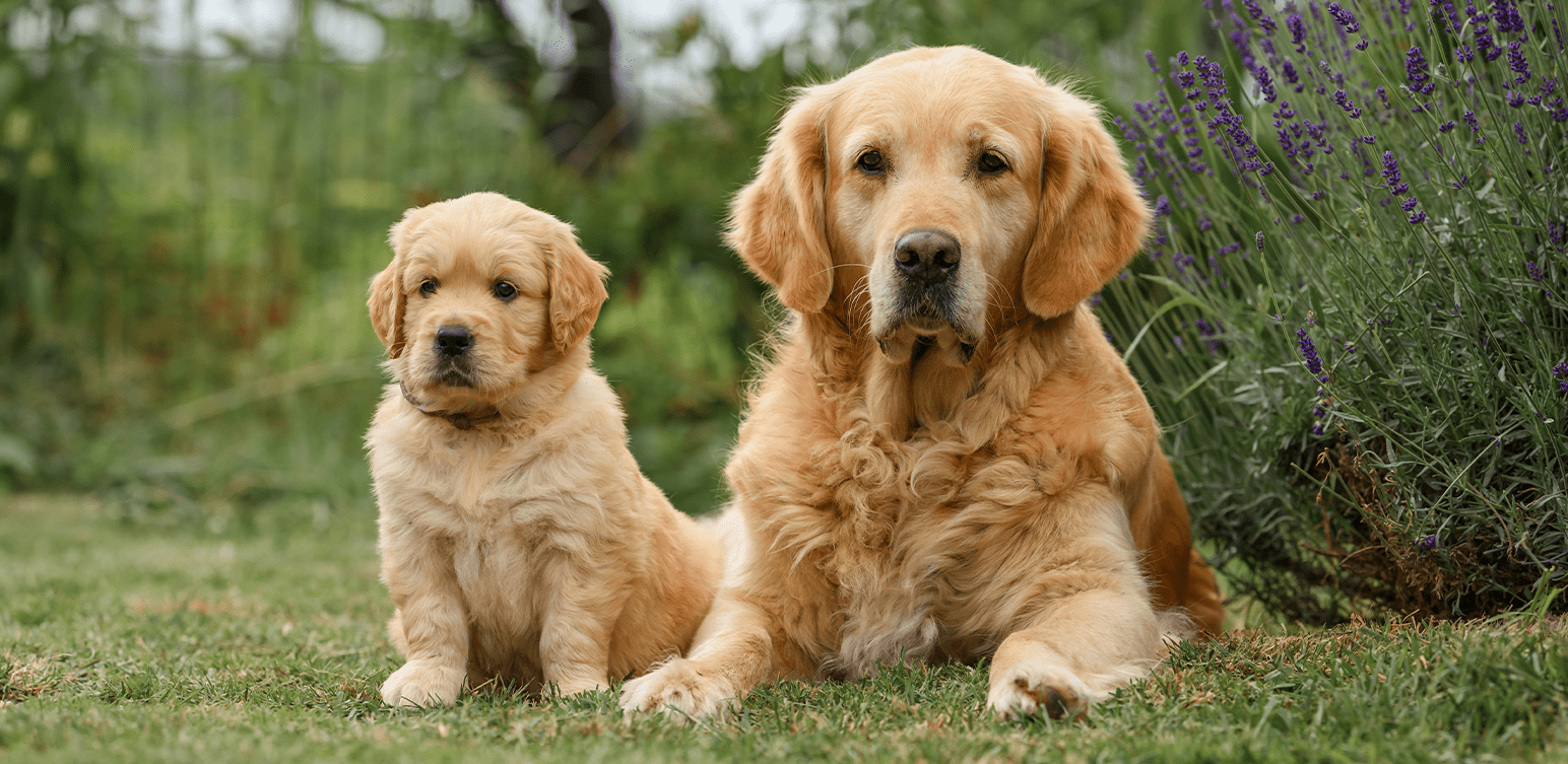 gestation-chien-article-blog-livvet-teleconseil-veterinaire-home-min