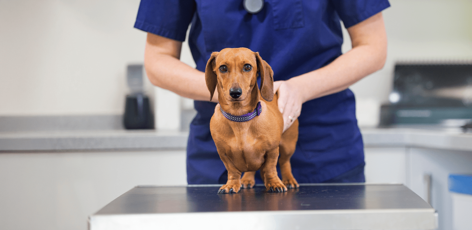 peur-veterinaire-chien-conseil-livvet-article-blog-veterinaire-en-ligne-home-min